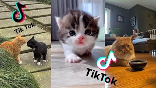 Funny Dogs And Cats Videos 2024 😅 - Best Funniest Animal Videos Of The week #77