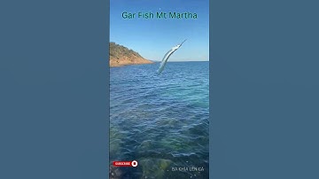 Catch & Cook Garfish Sashimi | Gỏi Cá Kìm Tươi Ngon Biển Úc | #câucáúc #garfishfishing