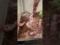 #treefrog #frog #reptile #fyp #mancave #pets #beetlejuice #justhangingaround #lizard #tank #deals