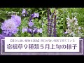 【暑さに強い植物を選抜】西日が強い場所で育てている宿根草９種類５月上旬の様子