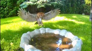 First Day of Summer Bath Time for Screech Owlets