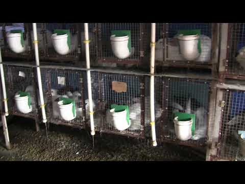 მებოცვრეობის ფერმა გლდანულაში........ასევე ეს ფერმა ყიდის ბურვაკებს...