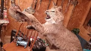 How to Build a Base,Mounting a Bobcat (Open mouth) for Taxidermy,,part 3 add on.. screenshot 4