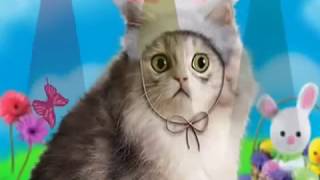 WebcamMax demo clip, webcam effects software, free app screenshot 4