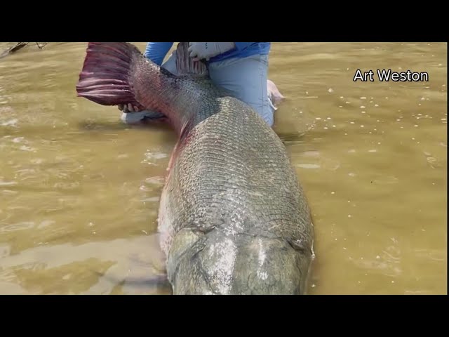 Massive alligator gar caught in Texas breaks world record 