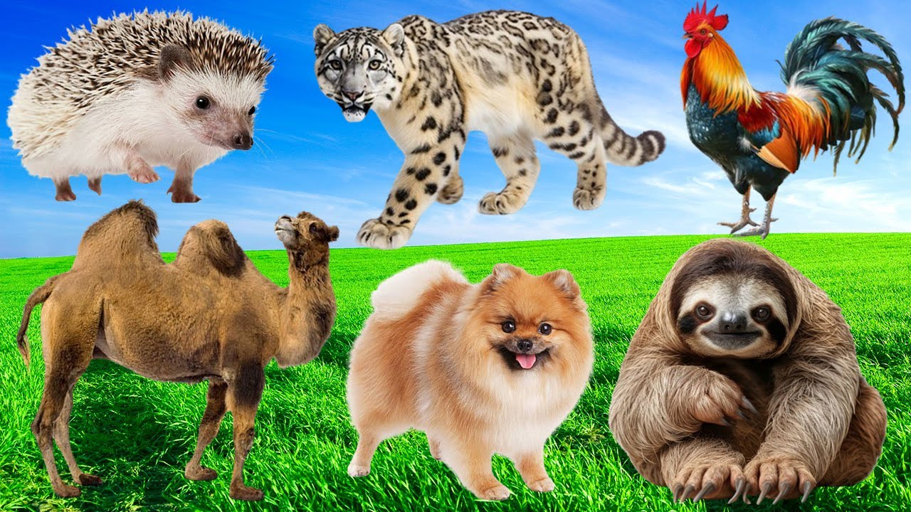 Discover Animal Sounds: Seahorse, Koala, Puffin, Hedgehog, Mongoose, Duck, Tiger - Animal Sounds