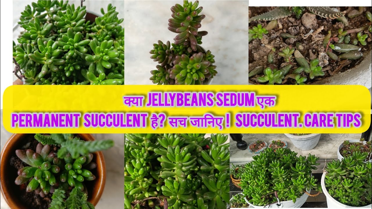 Permanent Succulent Jelly Beans Sedum🌵How to Care and Propagate Succulent? Succulent for Beginners😍