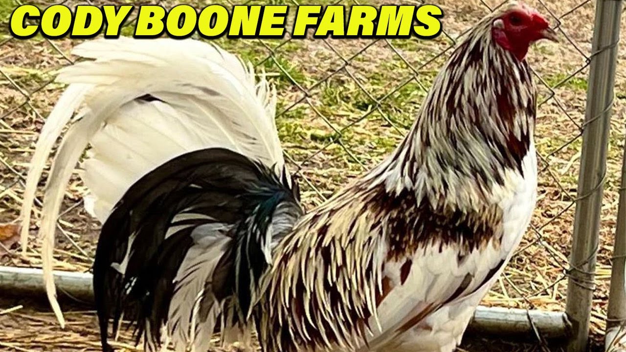 KENTUCKY !! Cody Boone Farms Beautiful Birds Big Farm