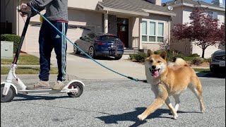 [Pepper the Shiba] scootering with my dog