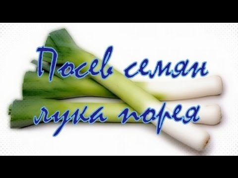 Посев семян лука порея!