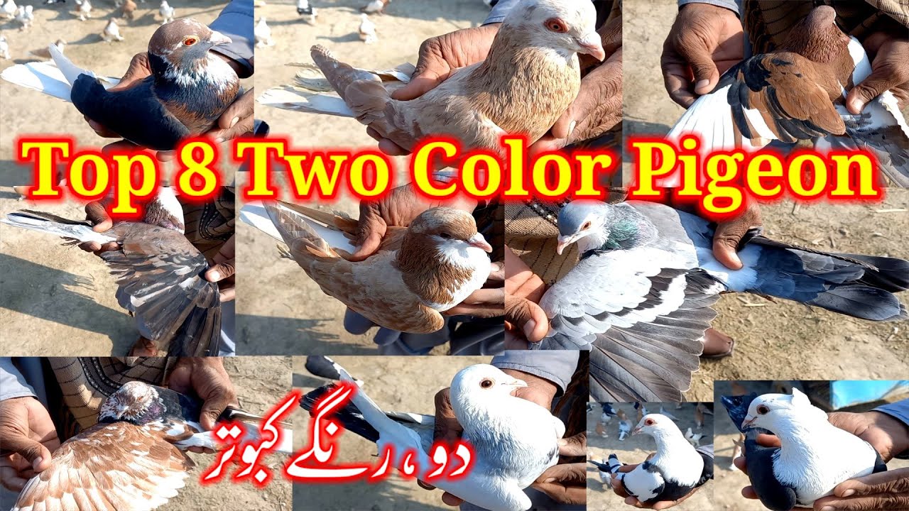 Top 8 Two Color Pigeons | Do Ran kabuter | 2 Chap pigeons | Gola kabootar