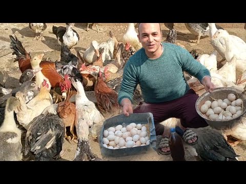 فيديو: ما الذي يزيد من إنتاج البيض؟