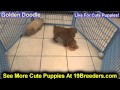 Golden Doodle, Puppies, For, Sale, In, Edmond, Oklahoma, OK, Cleveland, Comanche, Canadian, Rogers, Golden Doodle, Puppies, For, Sale, In, Edmond, Oklahoma, OK, Cleveland, Comanche, Canadian, Rogers,