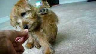 Woody the Norfolk Terrier