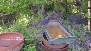 野鳥を庭に　スズメ　ヒヨドリ　240511  'Invite wild birds to the garden' Today's bird bath.