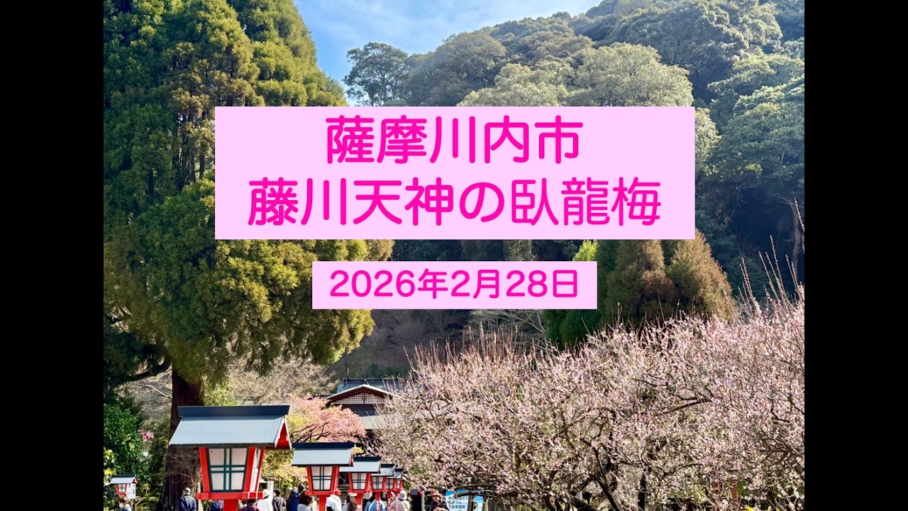 臥龍梅を知っていますか 薩摩川内市藤川天神(菅原神社)2026.2.28