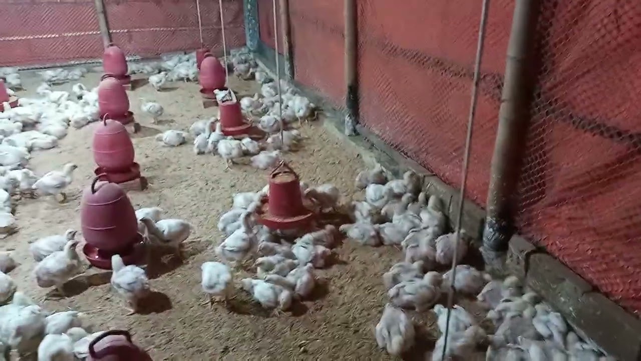 শীতকালে বয়লার মুরগী পালনের নিয়ম। পোল্ট্রি মুরগী পালন পদ্ধতি। বাংলার কৃষিকথা।