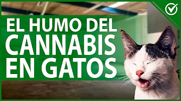 ¿Se puede vapear cerca de los gatos?