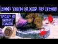 Saltwater Clean Up Crew - My Top 5 Choices