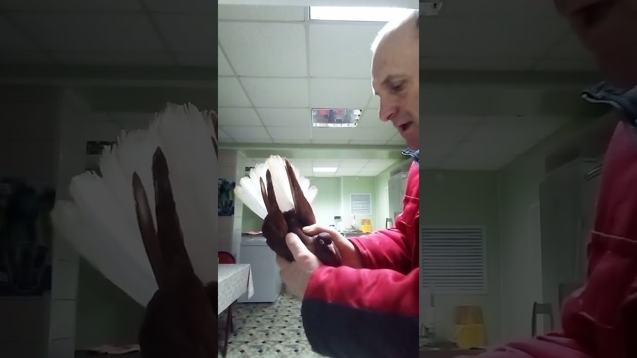 привет! Игорю! красные белохвостые