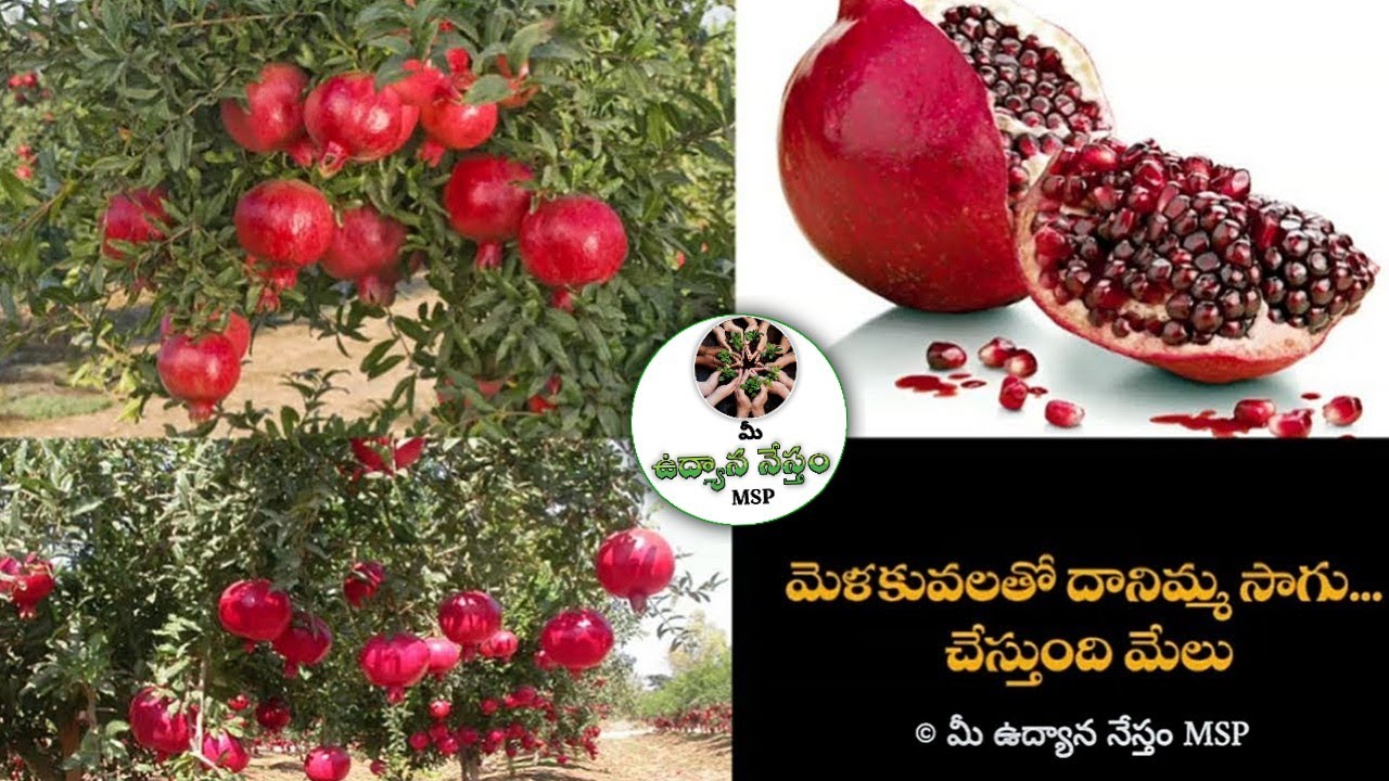 మెళకువలతో దానిమ్మ సాగు 