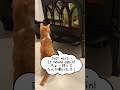 There must be something in there! なんかおるで！#cat　#catlover　#shorts #猫のいる暮らし