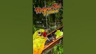 MASTERAN PLECI TEMBAKAN MASAKINI UNTUK PLECI BAHAN DAN GACO PLECI #masteranpleci #shortsvideo