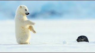 Polar Bear Cub Plays With Snowballs