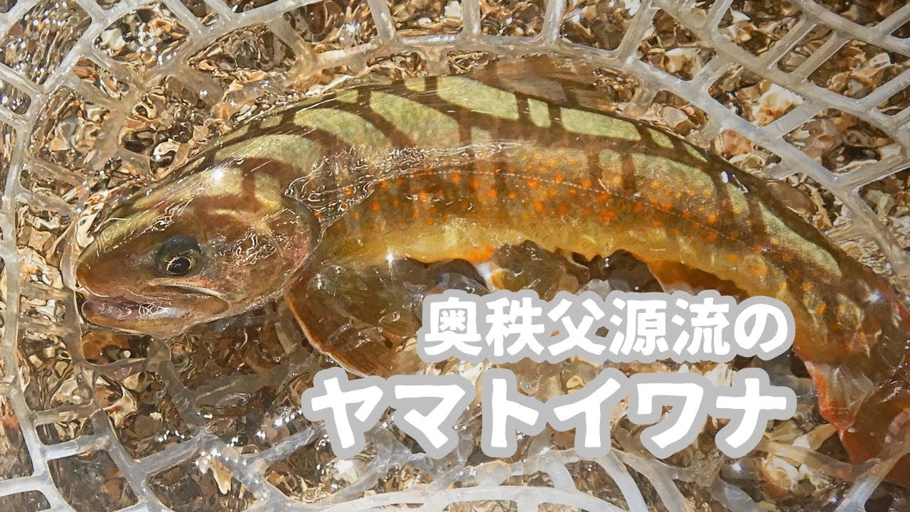 奥秩父に棲むヤマトイワナ - YouTube