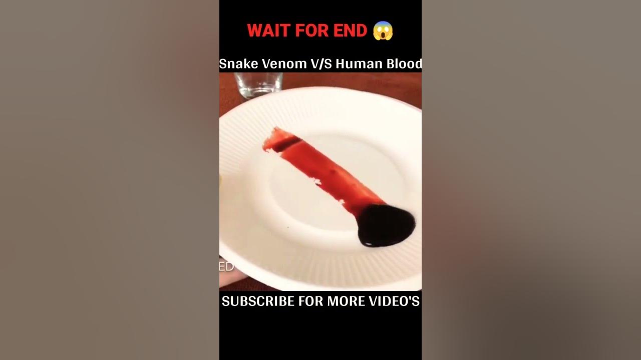 Venom vs Blood shorts experiment Blood snake venom YouTube