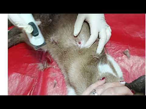 Video Maltrato animal en un pueblo de Jaén: disparan proyectiles contra gatos callejeros