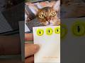 Making eyeball of a cat #cat #diy #custom #woolencraft #pets #cute