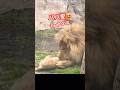 溢れる愛❤️bleeding love　＃ライオン #オリトイオイトフウレイ #ファミリー #赤ちゃん #lion #cute #animal #cubs