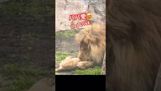 溢れる愛❤️bleeding love　＃ライオン #オリトイオイトフウレイ #ファミリー  #赤ちゃん  #lion #cute #animal  #cubs