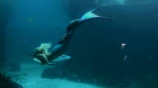 manta ray and mermaid face to face!