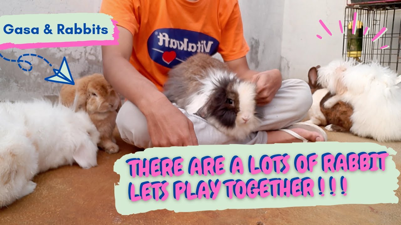 PLAYING WITH RABBIT IN RABBIT FARM 