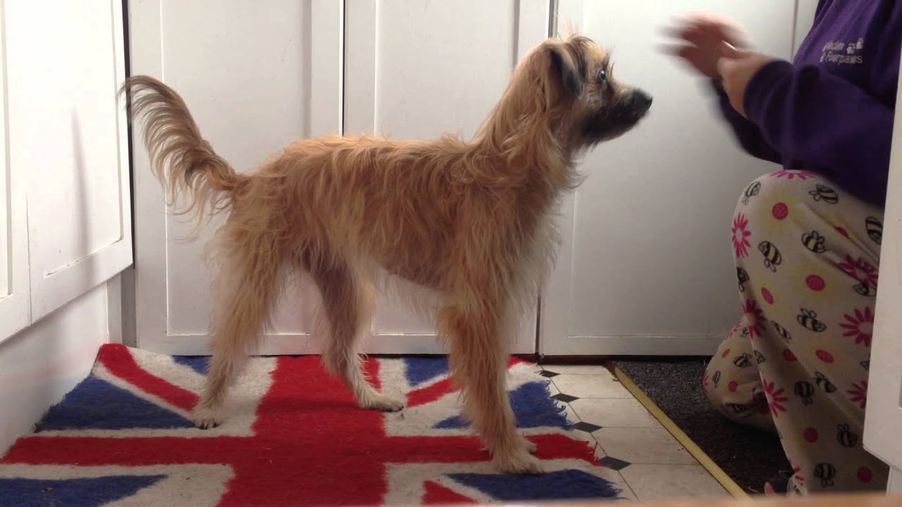 Khe Pyrenean Sheepdog FitPAWS Master Trainer Programme Pre-Level One