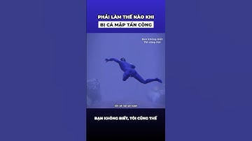 Phải làm thế nào khi bị cá mập tấn công