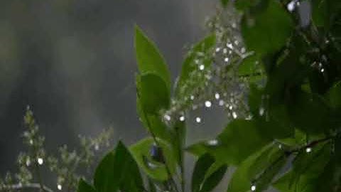 تلاوات خاشعة    للشيخ خالد الجليل