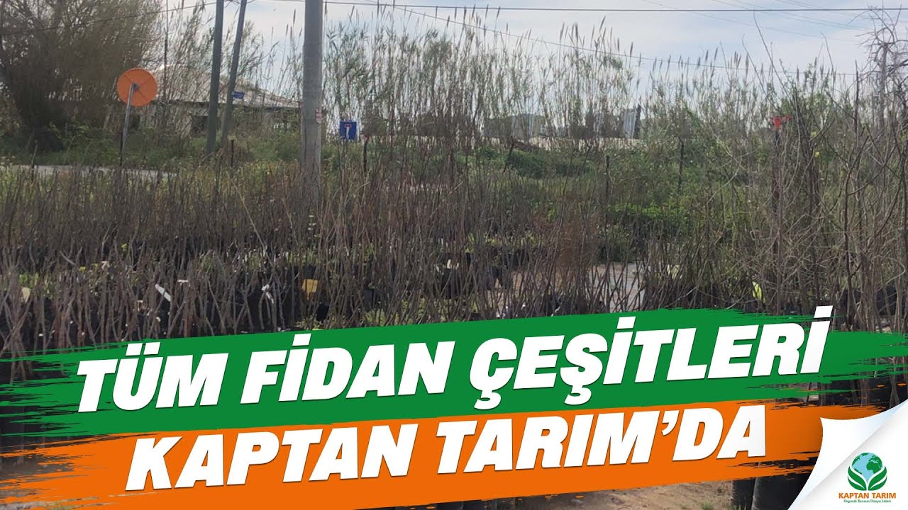 Tüm Fidan Çeşitleri Kaptan Tarım'da
