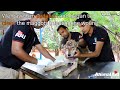 Dog's skull exposed from life-threatening wound.