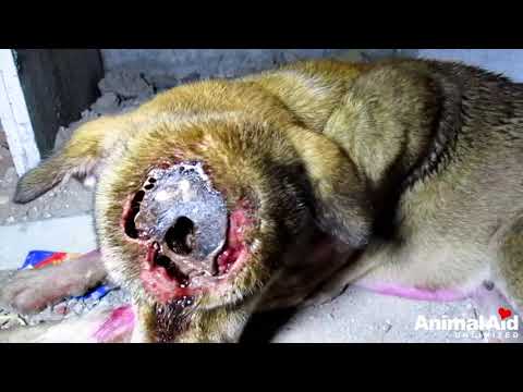 Dog's Skull Exposed From Life-Threatening Wound.