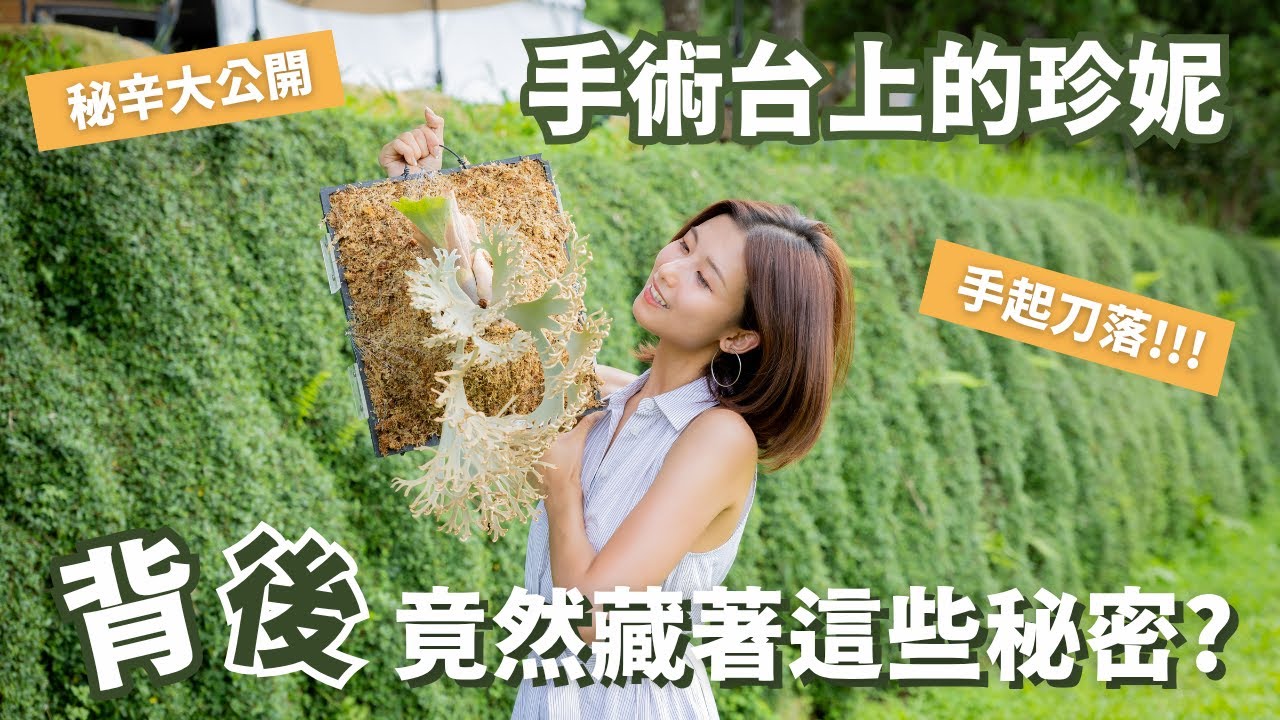 【晴花鹿苑-進階鹿角蕨篇】珍妮母株對半剖!!! 開刀秘辛大公開 