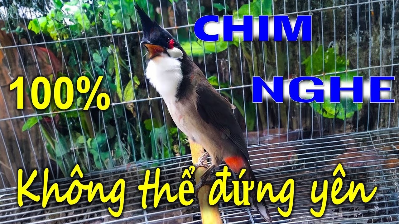 chào mào hót sáng kích bổi - luyện giọng hay ép bổi sổ bọng và căng lửa - chào mào hót đấu