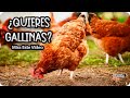 7 conseils de base pour avoir des poulets  la maison  comment lever des poulets