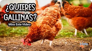 7 Basic tips to have chickens at home - How to Raise Chickens