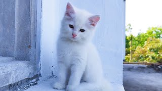 WORLD CAT CUTE  STACY CAT BILLI KARTI MEOW MEOW KITTEN CUTE  Animal Funny VS 112