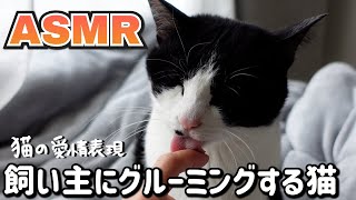 ASMRThe sound of a cat grooming its owner with lots of affection