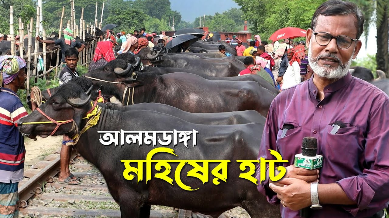 1089- মহিষ এর বিশাল হাট, আলমডাঙ্গা, চুয়াডাঙ্গা-র.ই মানিক চিত্রপুরী R.I.Manik.Chitrapuri Krishichitra