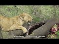 Lion feast on a Baby Elephant carcass in the Kruger National Park